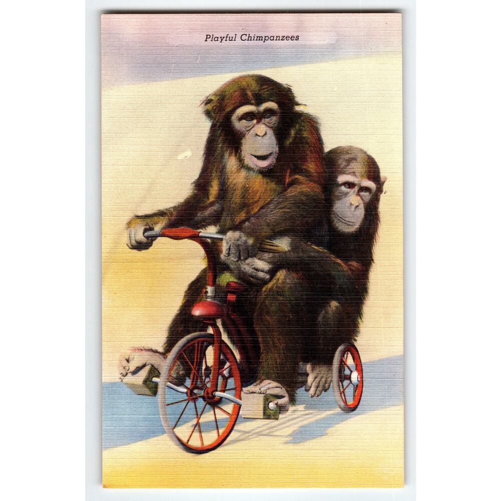 Vintage Linen Postcard Playful Chimpanzees Tricycle St. Louis Zoo